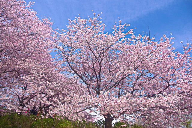 権現堂堤の桜