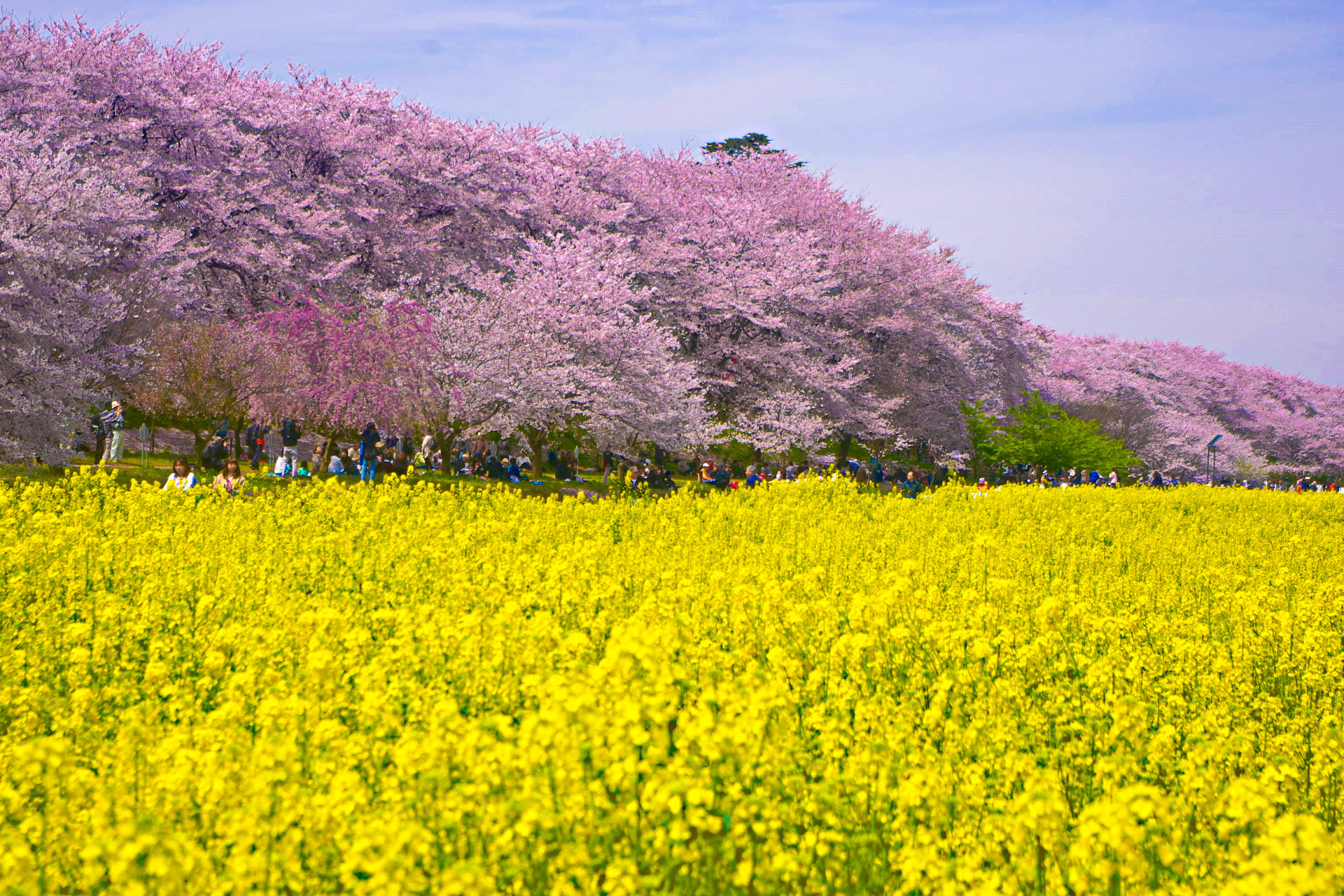 日本の風景 権現堂堤の桜と菜の花 壁紙19x1280 壁紙館