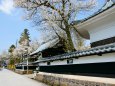 長勝寺の桜