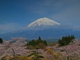 桜に浮かぶ富士