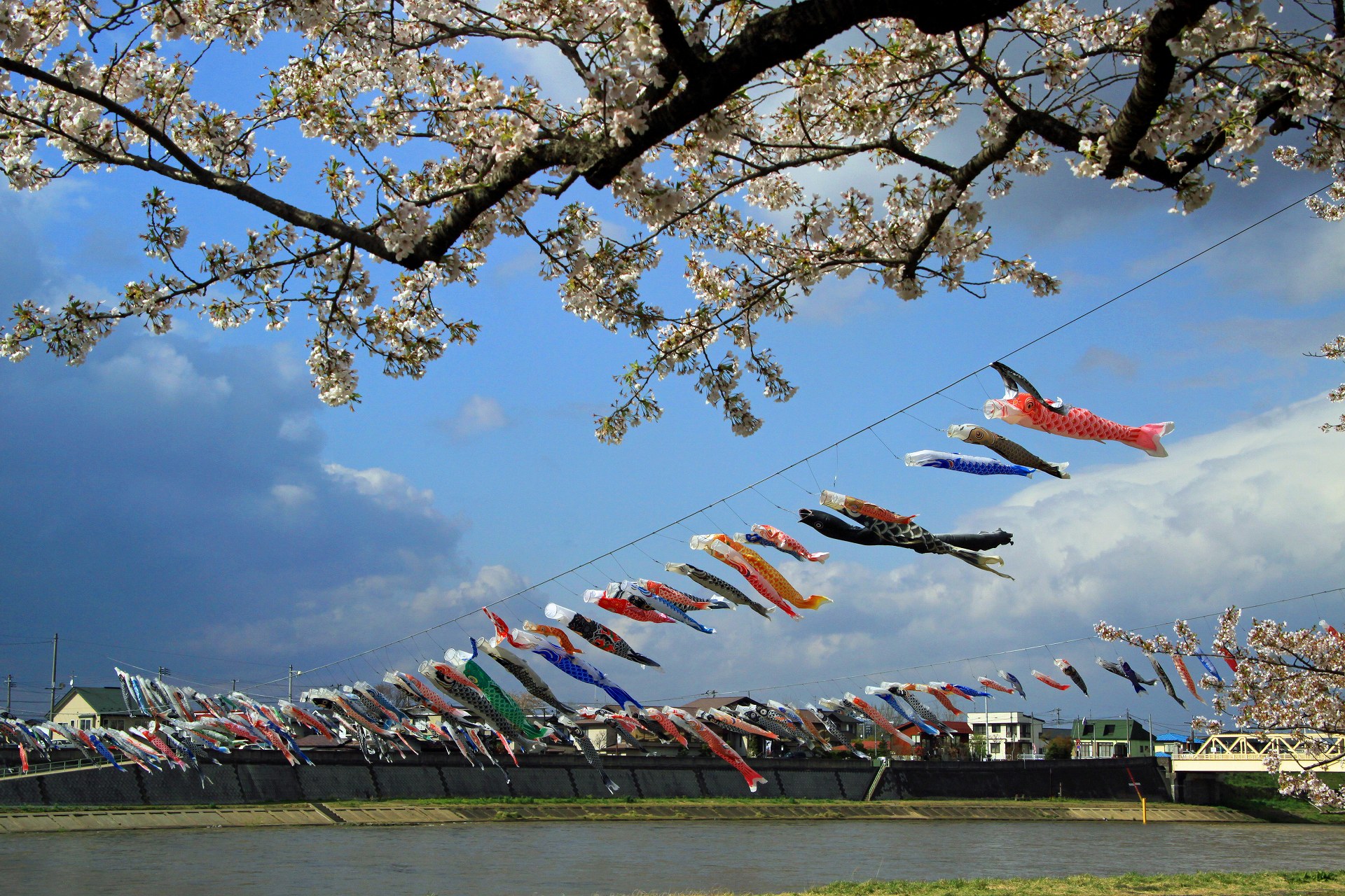 日本の風景 北上川の鯉のぼり 壁紙19x1280 壁紙館