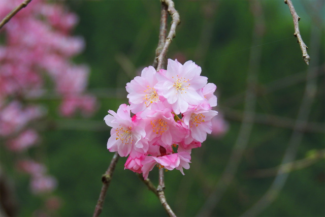 ひっそりと咲く枝垂れ桜2