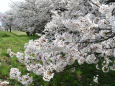 桜満開の松本平