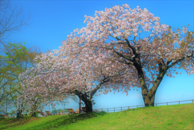 八重桜を幻想的に・・