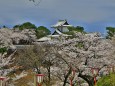 石川門満開の桜