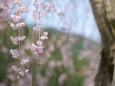 山竹田の枝垂れ桜 #1 