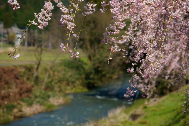 山竹田の枝垂れ桜 #2