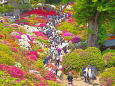 根津神社のつつじ