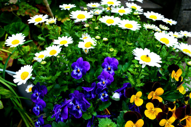 パンジーとノースポール