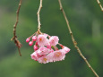 ひっそりと咲く枝垂れ桜3