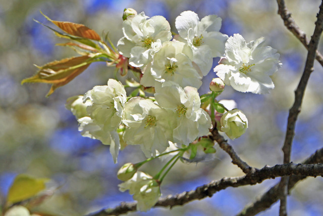 花見山のウコン桜