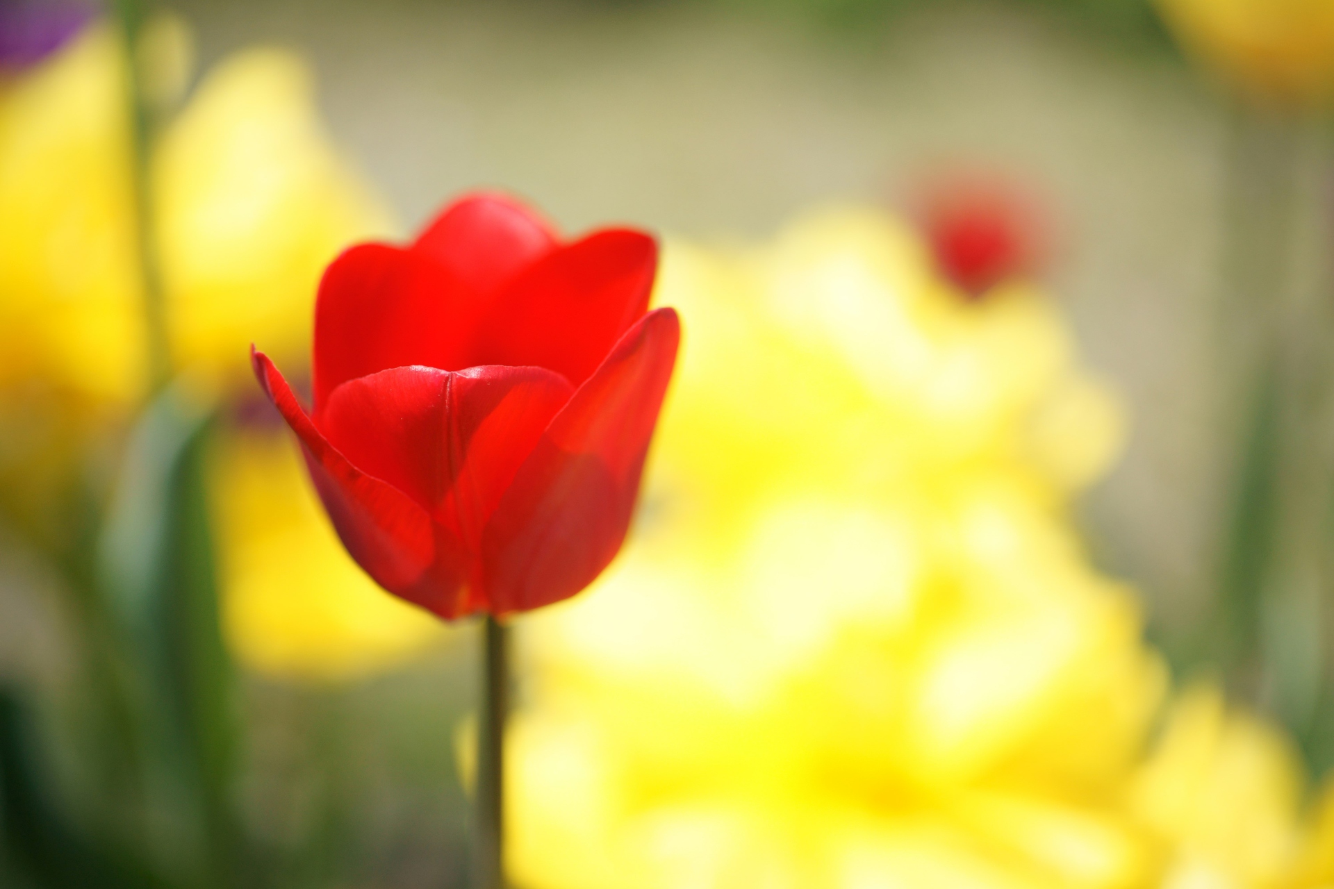 花 植物 赤いチューリップ 壁紙1920x1280 壁紙館