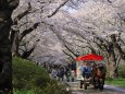 北上展勝地の桜