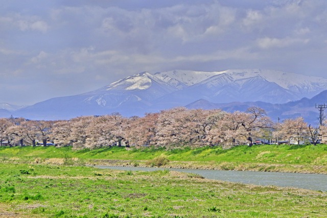 蔵王連峰と桜