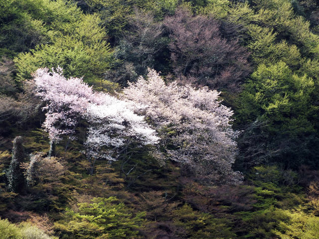 新緑と桜