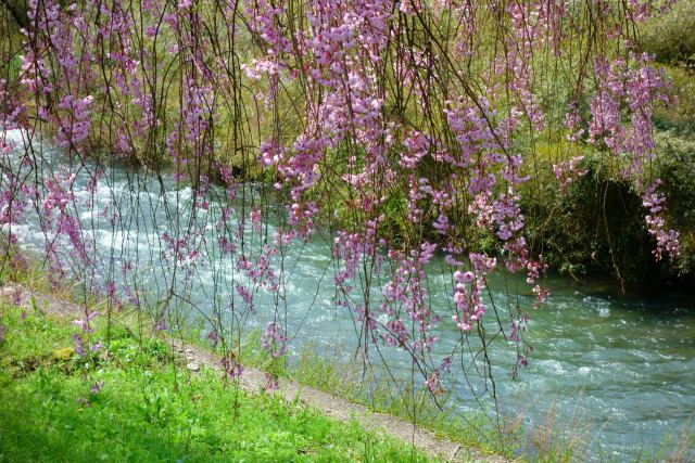 山竹田の枝垂れ桜 #5