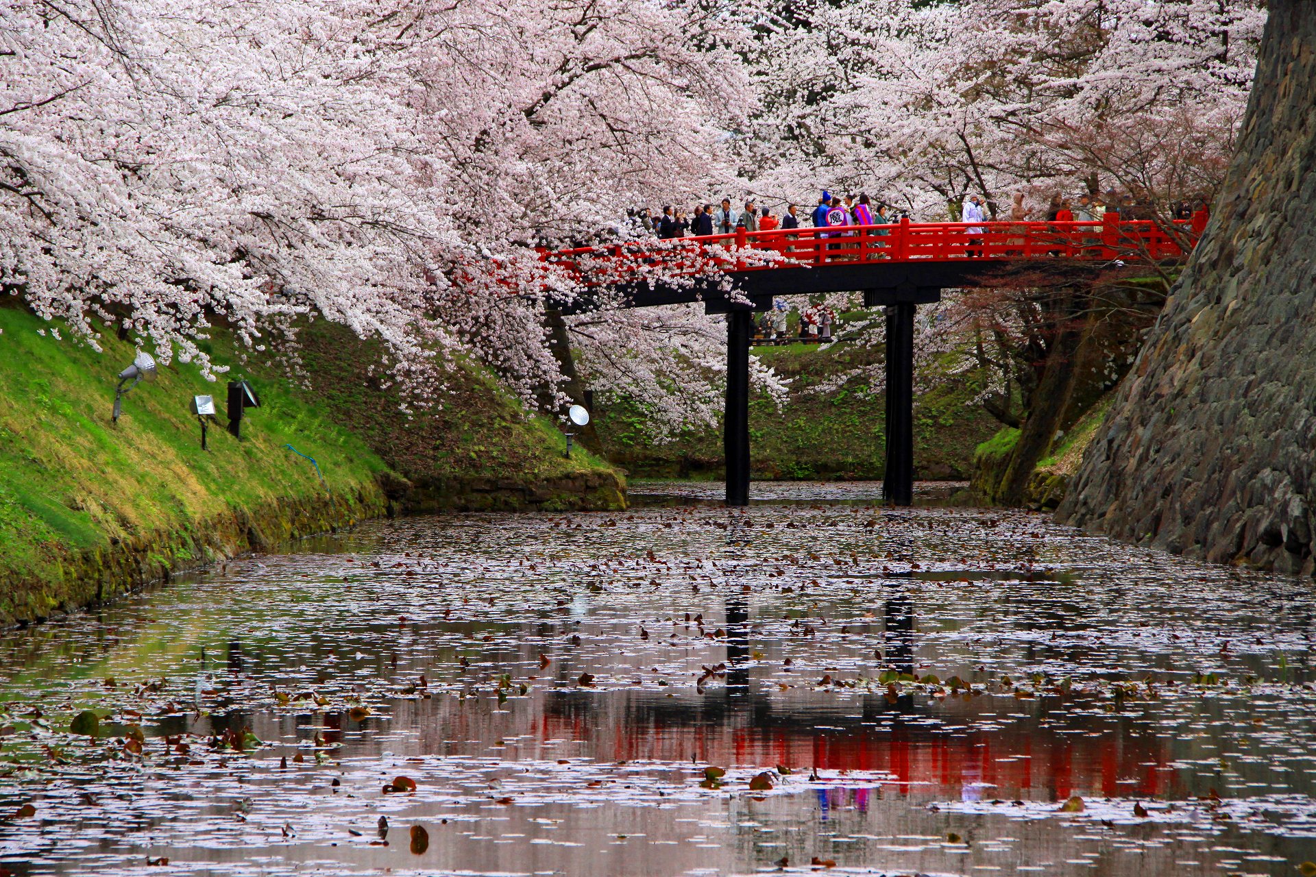 最も人気のある 桜 壁紙 高 画質 桜 壁紙 高 画質