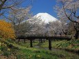 忍野八海の桜