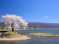 春のお散歩/諏訪湖