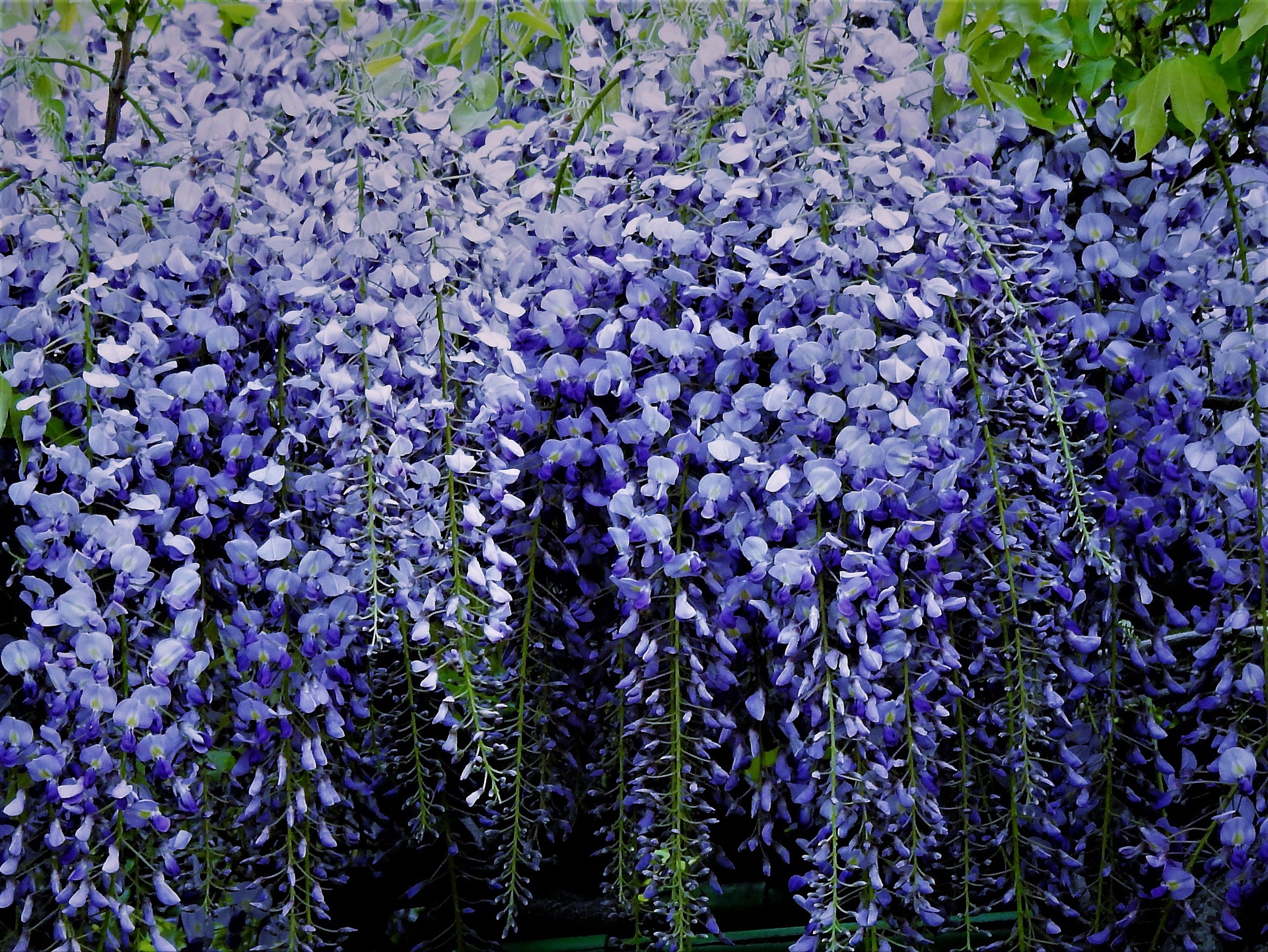 花 植物 藤の花 壁紙19x1441 壁紙館