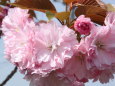 奇麗な牡丹桜