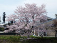 河川敷の桜