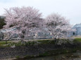 河川敷の桜