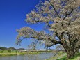 白石川の桜