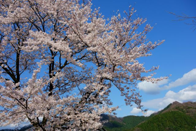小学校の桜