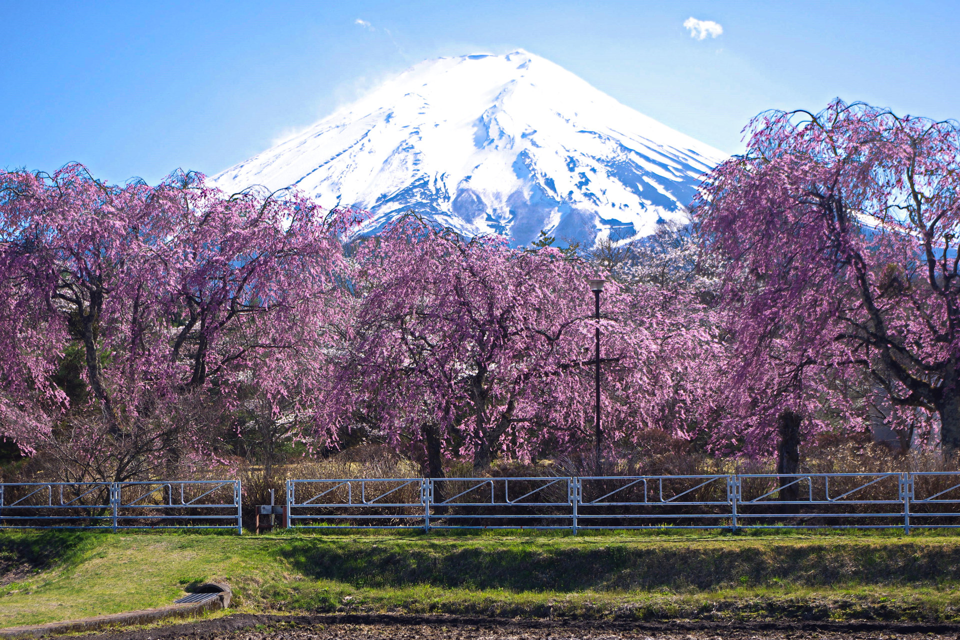 日本の風景 富士山としだれ桜 壁紙19x1280 壁紙館