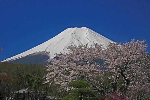 忍野八海の富士