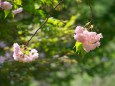 普賢象桜