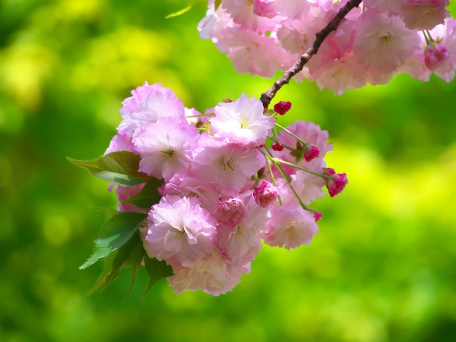 普賢象桜