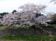 河川敷の桜