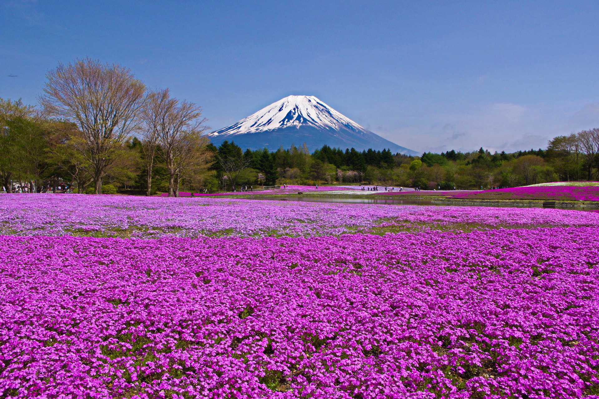 日本の風景 富士山と芝桜 壁紙19x1280 壁紙館