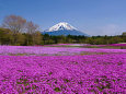 富士山と芝桜