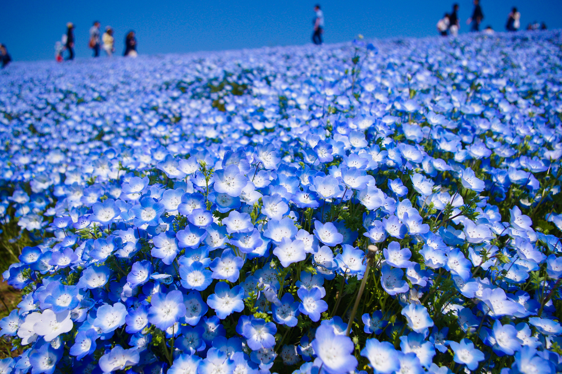 日本の風景 ネモフィラの丘 壁紙19x1280 壁紙館