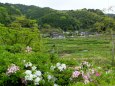 春の山村風景