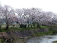 河川敷の桜