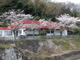 河川敷の桜