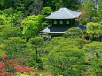 新緑の銀閣寺