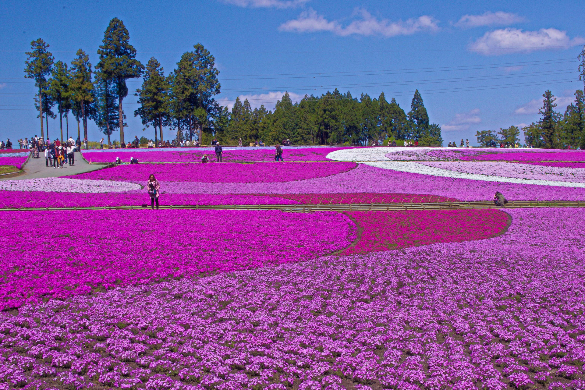 日本の風景 秩父 羊山公園の芝桜 壁紙19x1280 壁紙館
