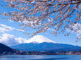 河口湖畔から富士山と桜