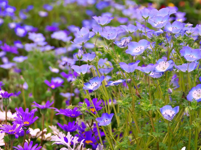 散歩道の花たち