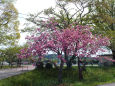 小学校の八重桜