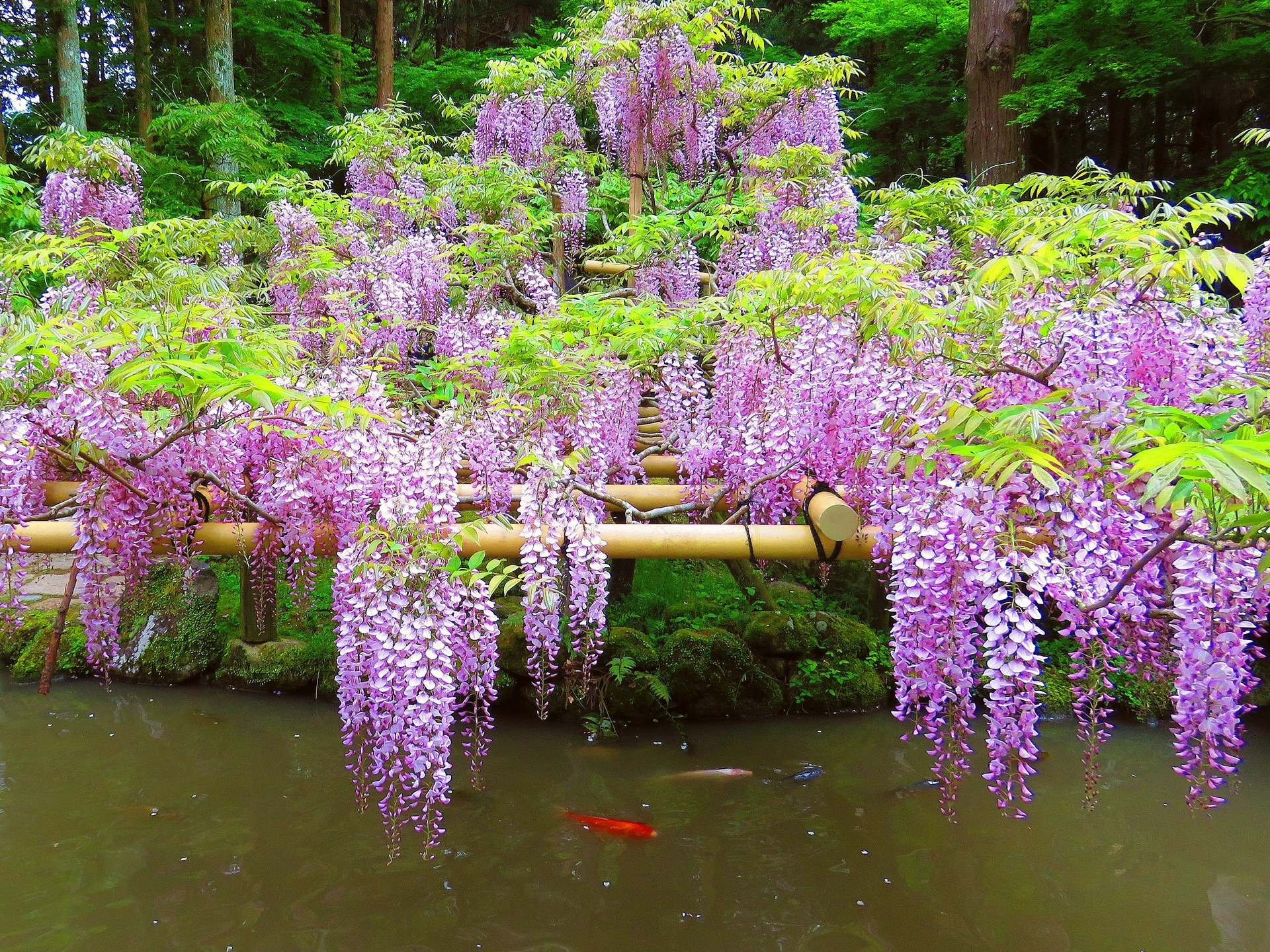 花 植物 藤の花 本紅 壁紙19x1440 壁紙館