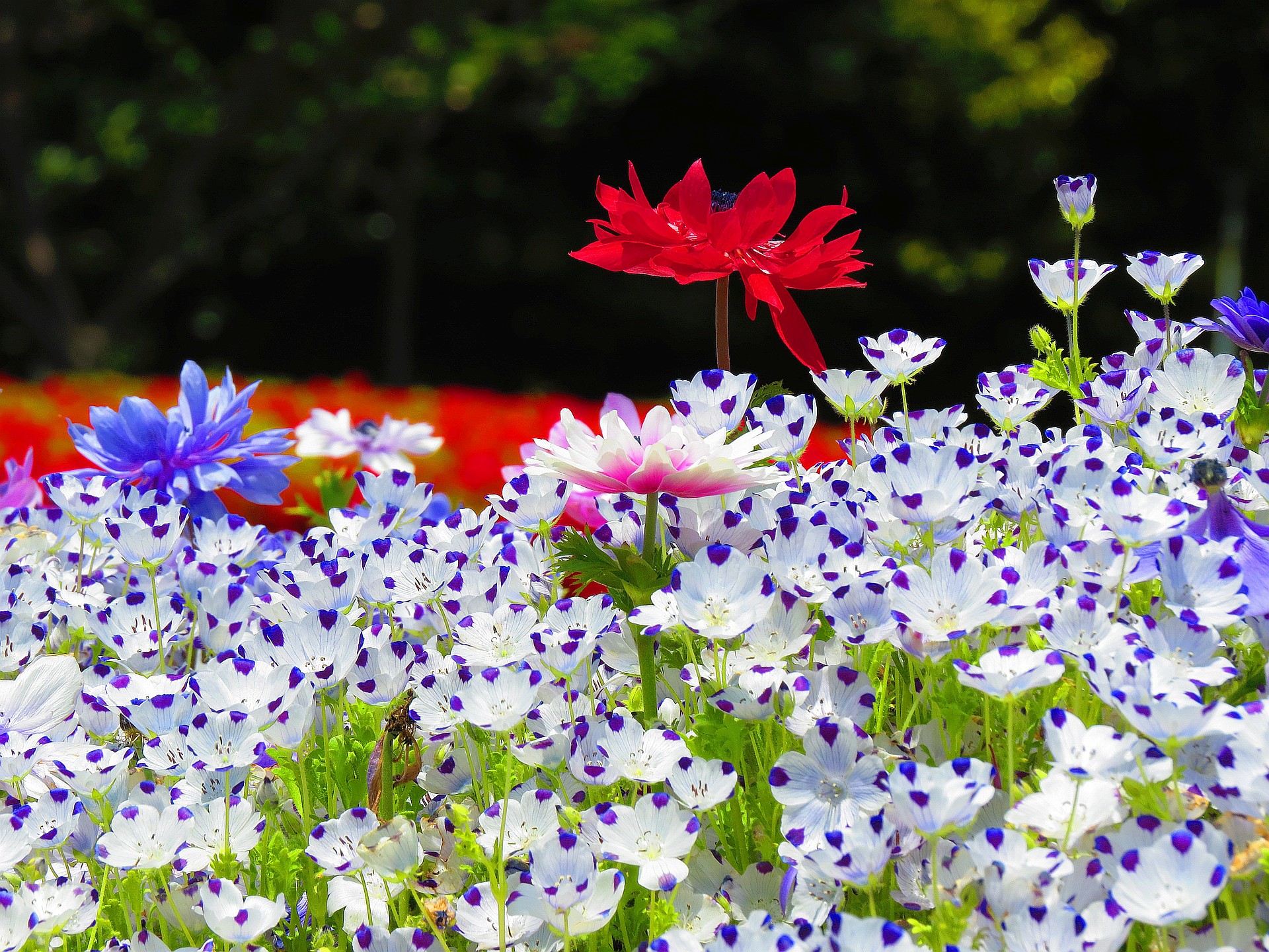 花 植物 ネモフィラとアネモネ 壁紙19x1440 壁紙館