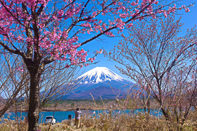 精進湖畔から春の富士山