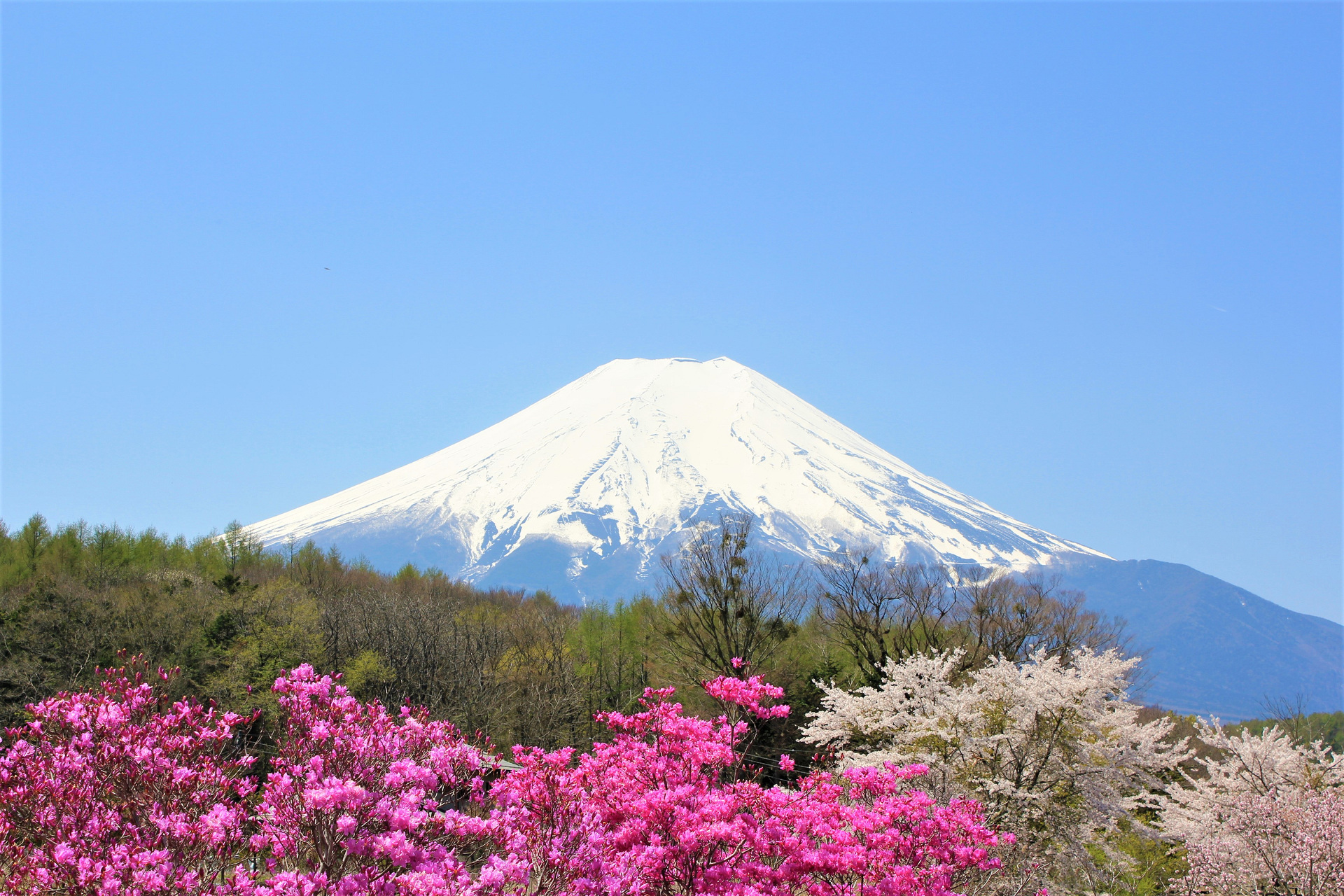 日本の風景 富士山 春 壁紙19x1280 壁紙館