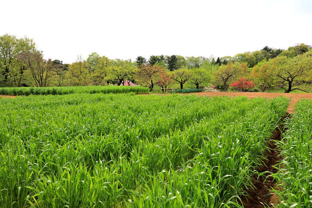 こもれびの里 麦畑